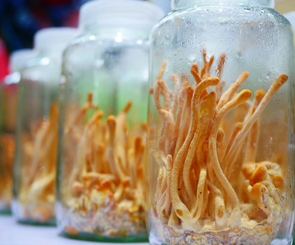 Sử dụng đông trùng hạ thảo nuôi cấy Hàn Quốc có tốt không?